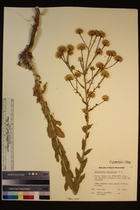 Heterotheca grandiflora image